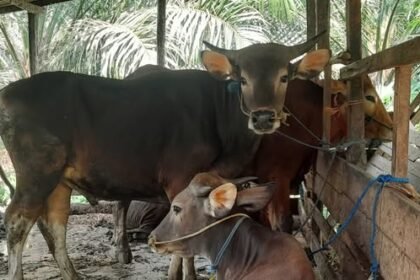 satu opd satu kurban pemko padang