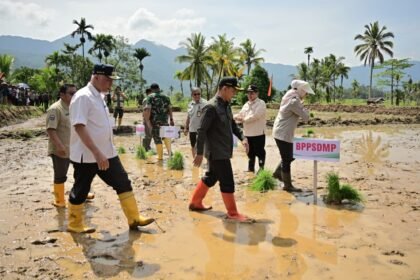 tanam padi Agam terdampak bencana